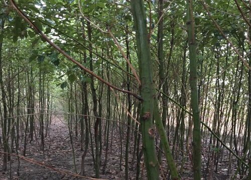 香樟树6