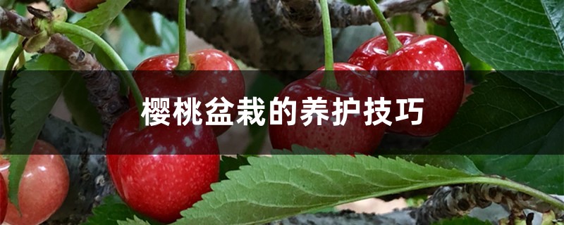 樱桃盆栽的养护技巧