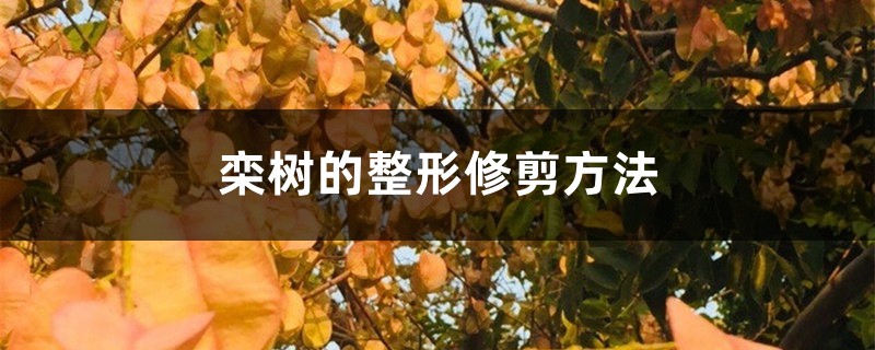 栾树的整形修剪方法