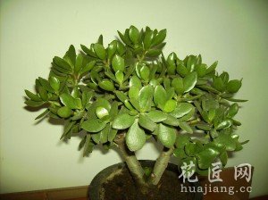 玉树的养殖方法和注意事项
