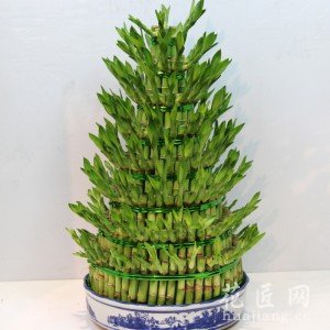 富贵竹的养殖方法和注意事项
