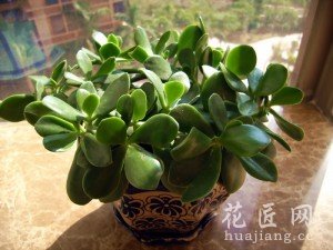 玉树怎么养