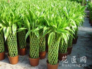 富贵竹怎么养