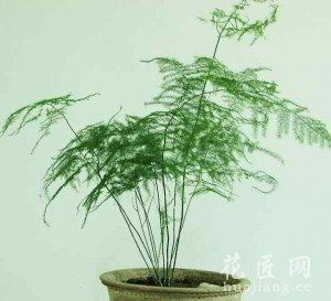 文竹的养殖方法