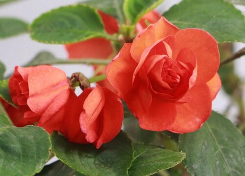 玻璃翠花3