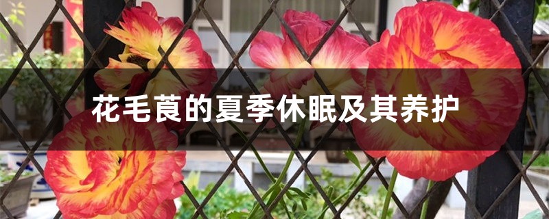 花毛莨的夏季休眠及其养护