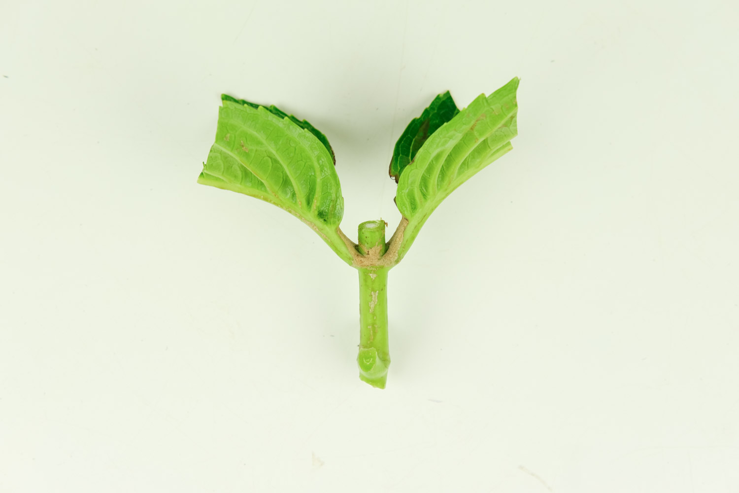 绣球