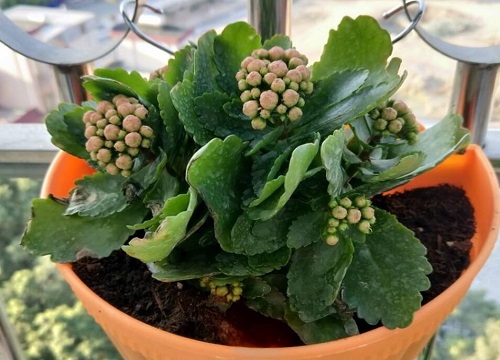 长寿花3(5)