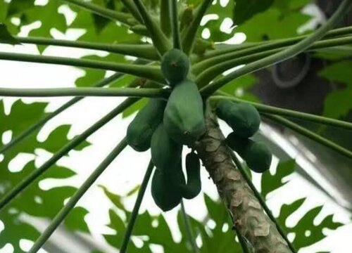 番木瓜2