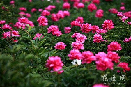 芍药,芍药花,种植