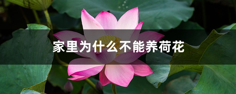 家里为什么不能养荷花