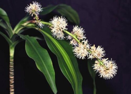 巴西木开花3