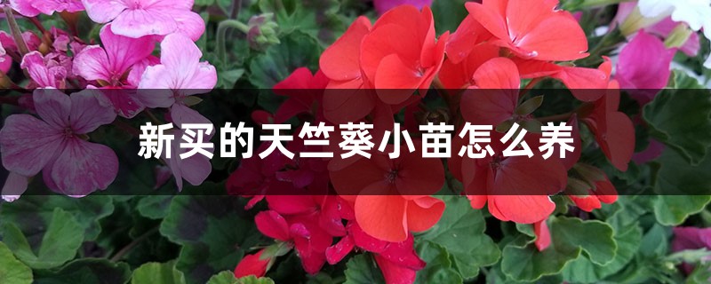 新买的天竺葵小苗怎么养