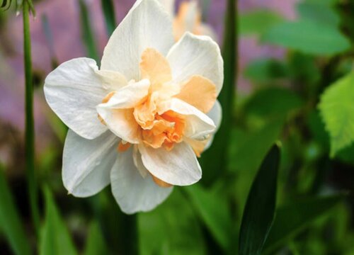 水仙花3(9)