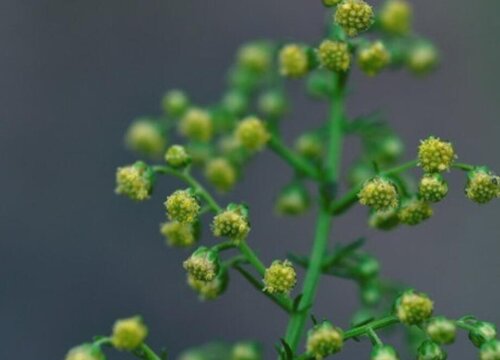 黄花蒿2