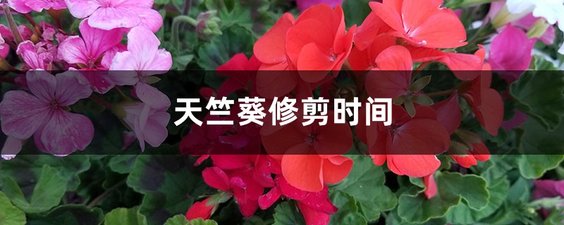 天竺葵修剪时间