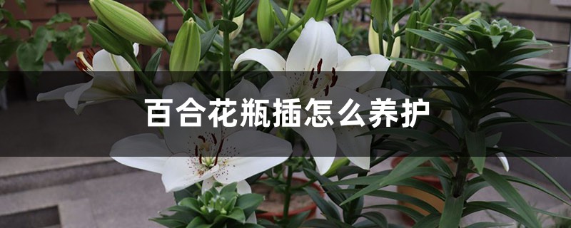 百合花瓶插怎么养护