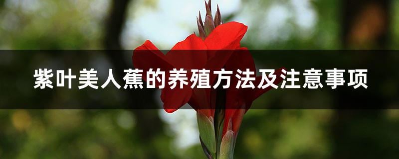 紫叶美人蕉的养殖方法及注意事项