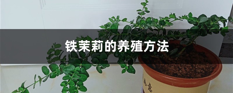 铁茉莉的养殖方法