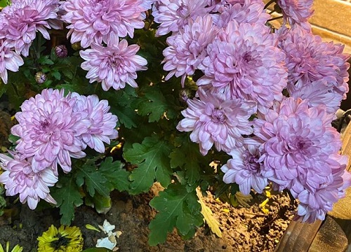 小菊花