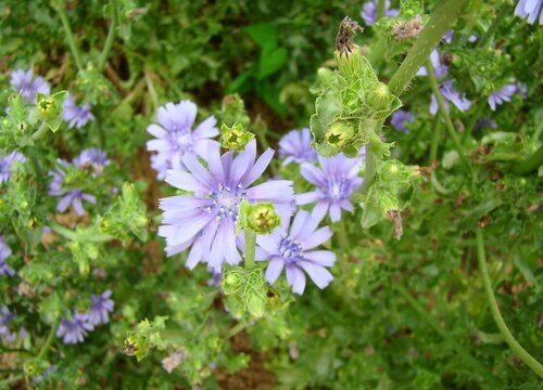 苦菊开花1