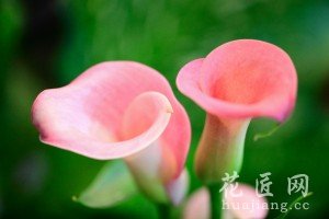 马蹄莲怎么养