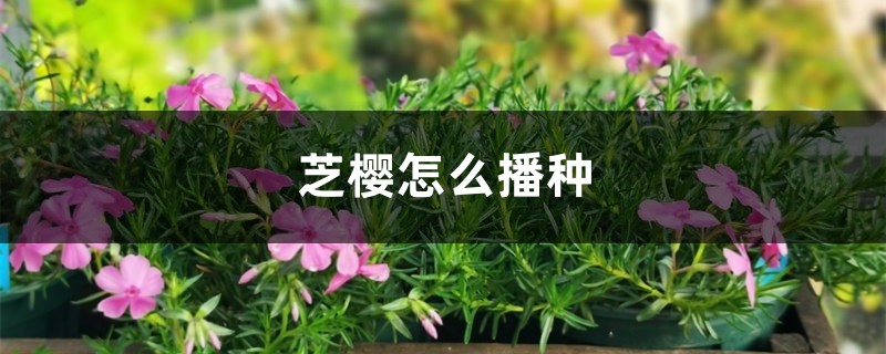 芝樱怎么播种