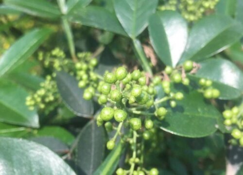 九月青花椒