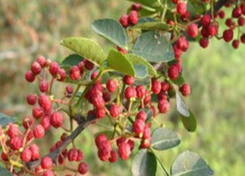 花椒树黄叶病3