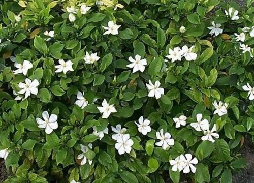 小叶栀子