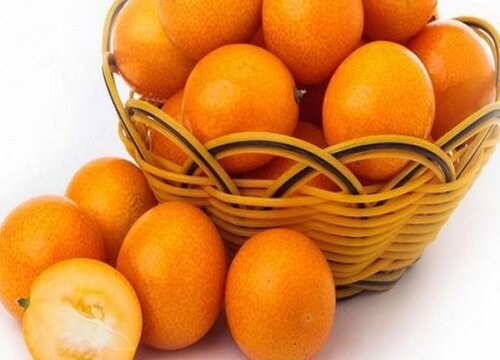 浏阳金桔