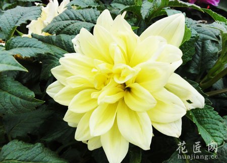 大丽花种植需要注意那么事项