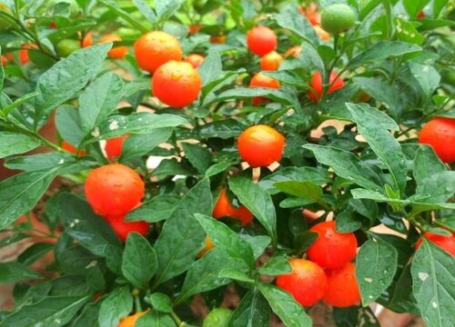珊瑚豆老桩造型1