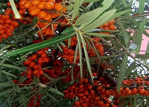沙棘开花结果3