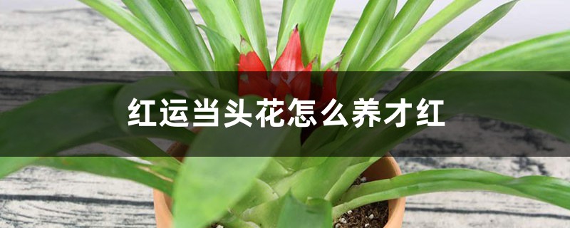 红运当头花怎么养才红