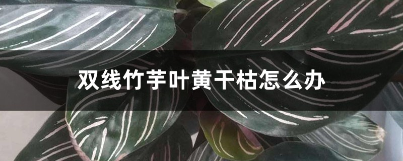 双线竹芋叶黄干枯怎么办