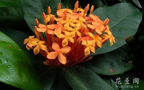 仙丹花形态特征、用途、繁育、种植简介