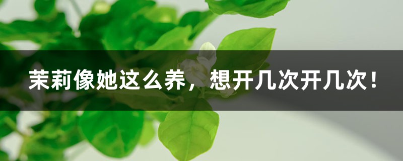 茉莉像她这么养，想开几次开几次！