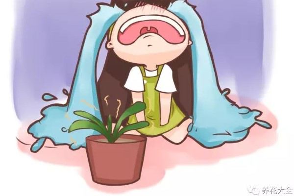 这些花夏天你就别养了，一养一个死！