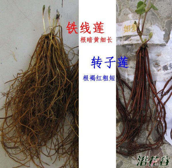 转子莲和铁线莲的区别(对比图)