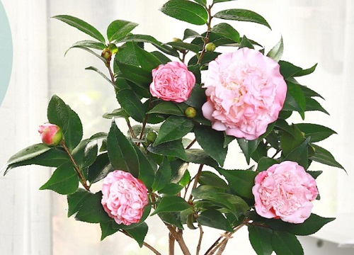 茶花2(6)
