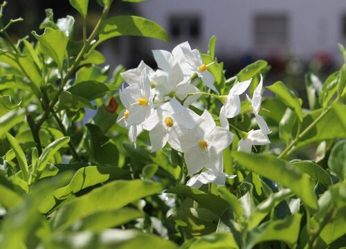 茉莉花3(5)