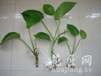 水插繁殖