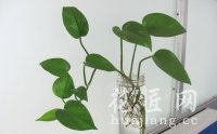水培方法