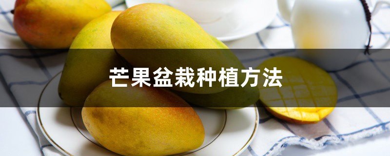 芒果盆栽种植方法