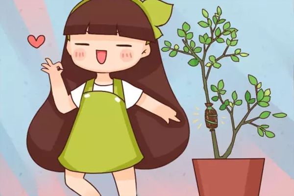 谁说扦插难？我在枝条上裹了层土，居然长出无数大白根！
