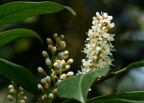 桂花树1(8)