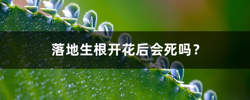 落地生根开花后会死吗？