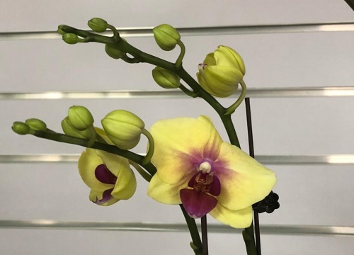 蝴蝶兰1(4)