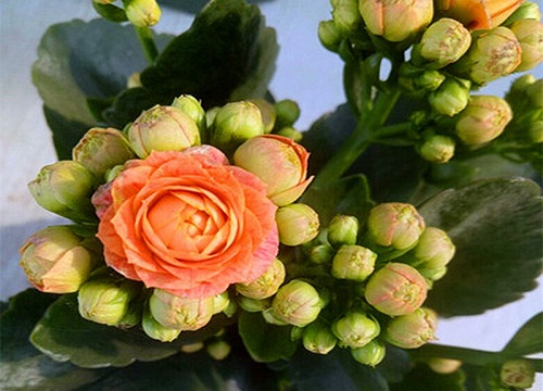 长寿花4